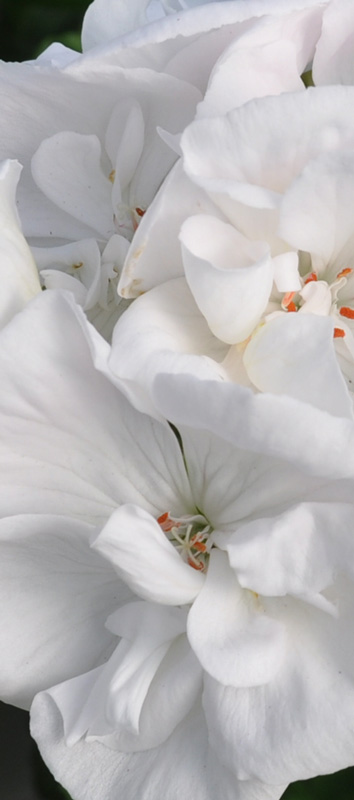 Geranium interspecifique Calliope M blanc